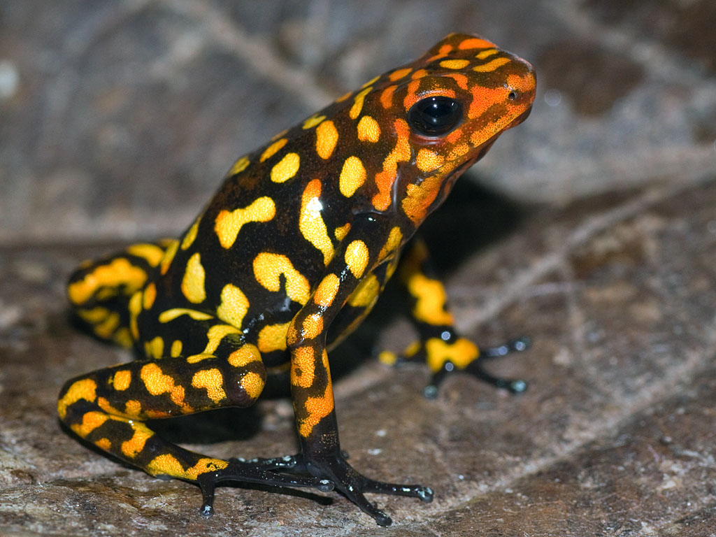 BURN OUR BODIES DOWN -  @itsrorypower harlequin poison frog