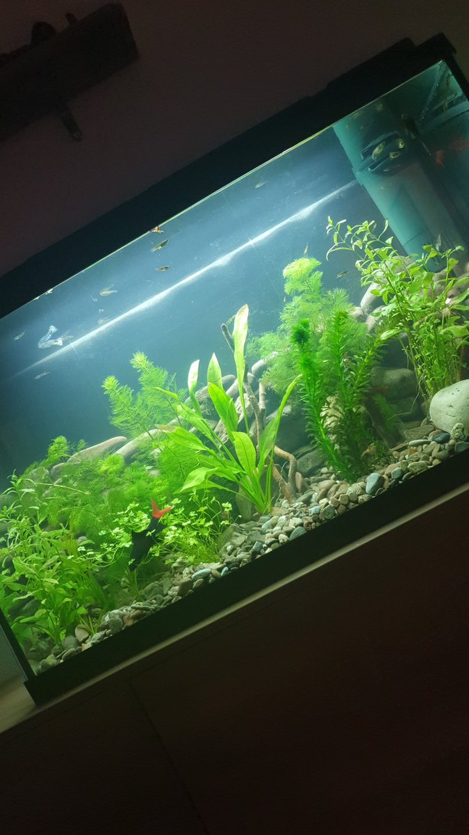 JannikManuel's tweet photo. Neues Aquarium😍 https://t.co/zG0GPeFRVg