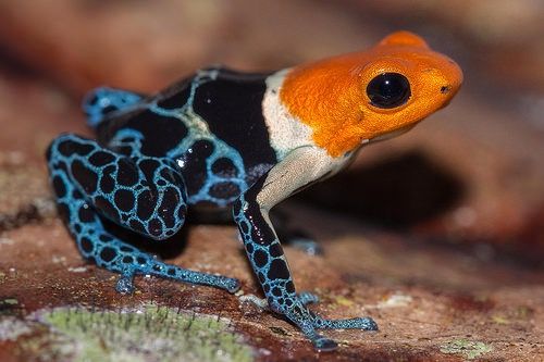 THE SPACE BETWEEN WORLDS -  @micaiah_johnson red-headed poison dart frog