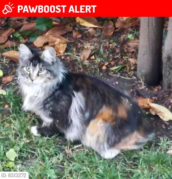 AlanDaffern's tweet photo. #StillMissing #TwoGates/#Dostill Wilnecote lights #Tamworth #B77 area. Kianna #Spayed and #Chipped #Tortie #MaineCoon could possibly have been #Stolen 5 cats have been reported #Missing in the area as well as cats been #Stolen in #BurtonUponTrent
https://t.co/Kj2T6eldPm
#lost https://t.co/JuPSShzQgm