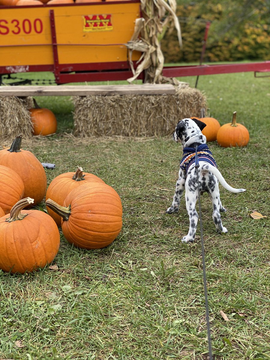 Pansexualpotat0's tweet photo. Took Bailey to the pumpkin patch farm and we had a really nice time. https://t.co/fI9uvGlLOI