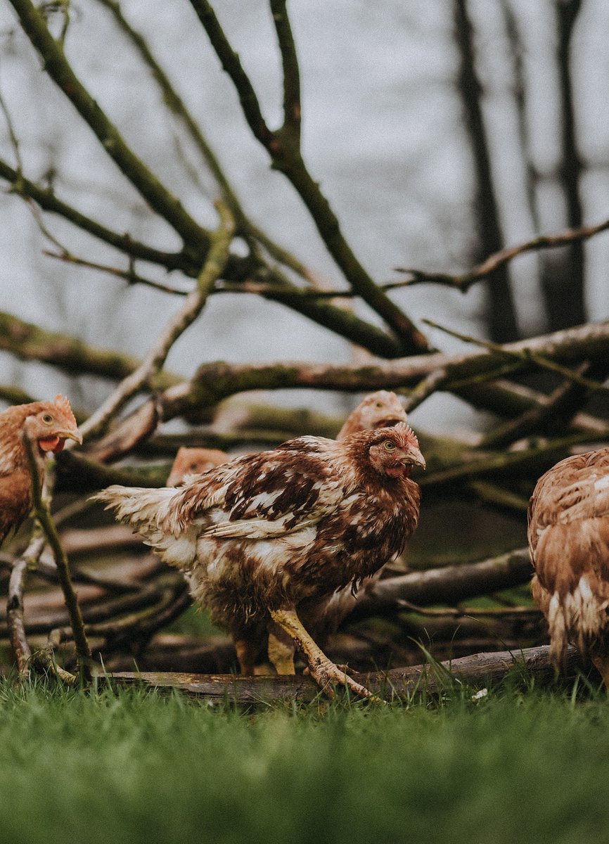 pipersfarm's tweet photo. One of our fundamental principles of farming the Pipers Farm way is to grow livestock slowly. Say cluck off to industrial farming and support small-scale family farms growing animals slowly, just how nature intended.
Read more: https://t.co/tkjpuLxq8fΒ #slowfarming https://t.co/P2HlpO1Lp9