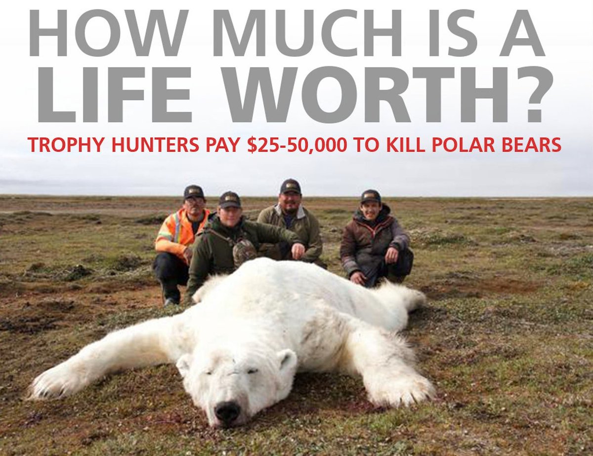 Leopardette1's tweet photo. would take them out for free! #shithumans #polarbears #trophyhunting https://t.co/ErlyZCCkMl