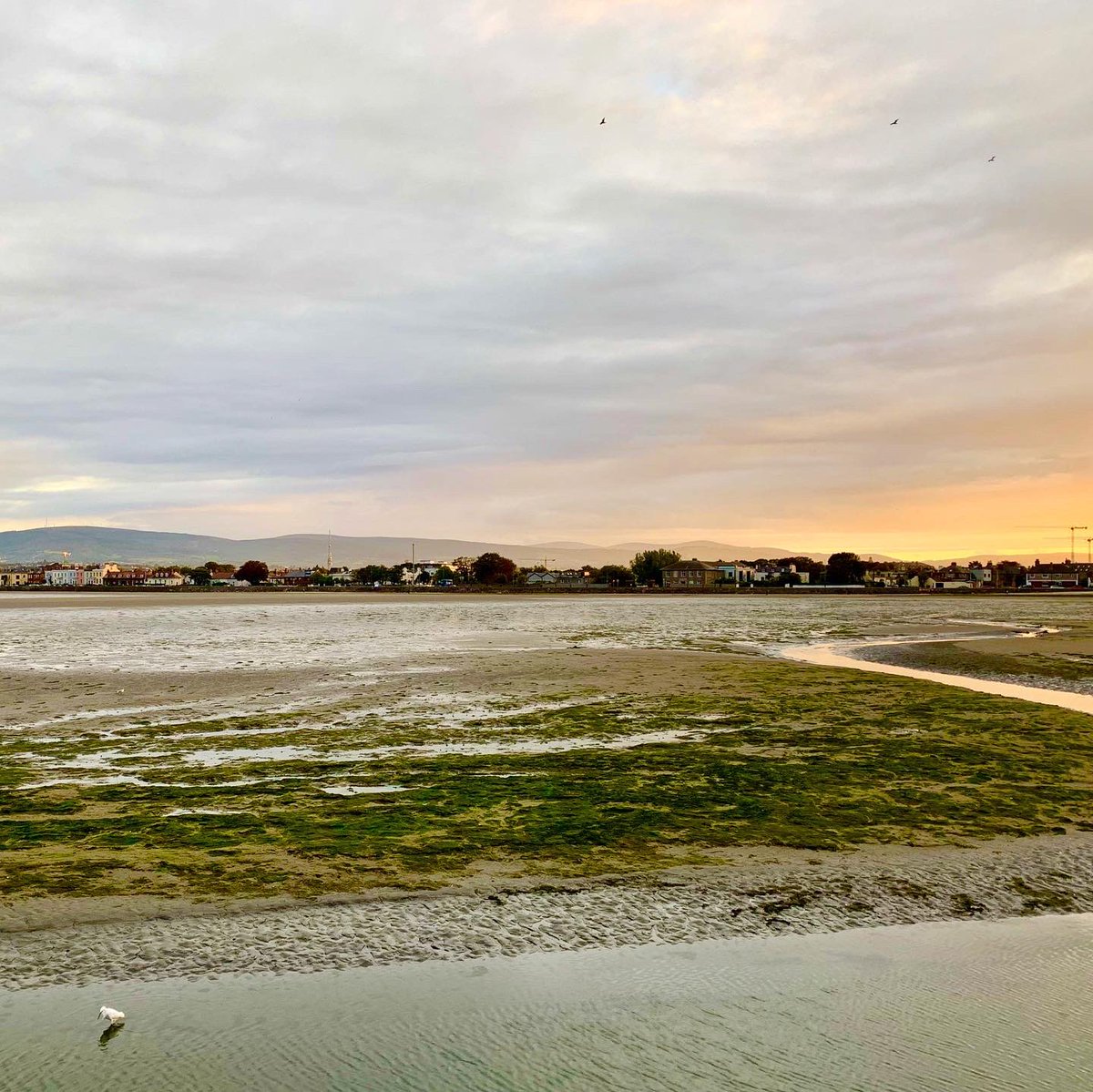 PEDeBauw's tweet photo. Good evening Dublin! #running in Sandymount Beach, almost at #sunset ☘️ #whyiloveireland... https://t.co/XN9dw7BW2V