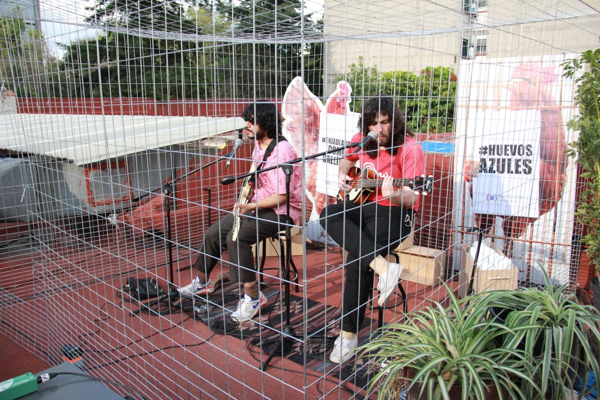 MFA_Latino's tweet photo. Ya inició la presentación de @TheLittleJesus acústico en el #MercyFest Vol. 1 a través de las transmisiones de Facebook y YouTube. Comparte y ayúdanos a que más gente se entere de lo que pasa con las gallinas en México. #AbramosLasJaulas #EncerradosComoGallinas https://t.co/G2bIpdXJB5