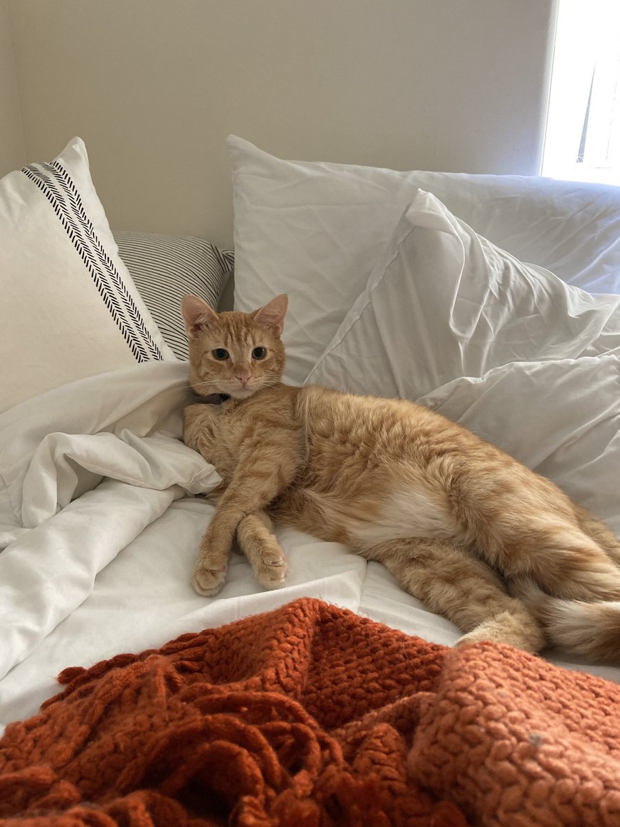 lovesimoncat's tweet photo. Hey y’all. I’m still cute and thriving https://t.co/0pZqSzAKCy