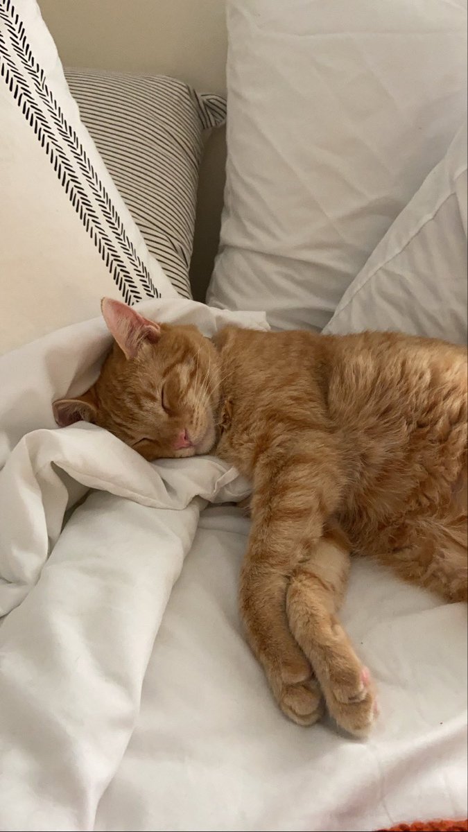 lovesimoncat's tweet photo. Hey y’all. I’m still cute and thriving https://t.co/0pZqSzAKCy