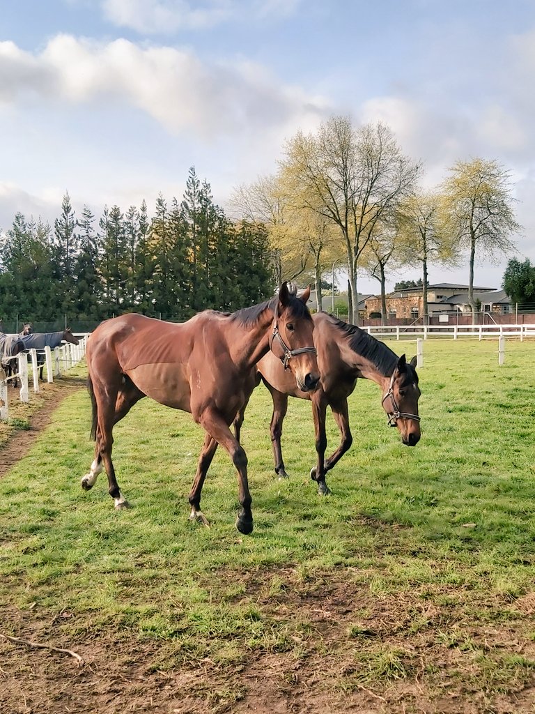 mariaS005's tweet image. Des De Jeu and Londonderry Air stretching their legs in the paddock @TeRapaRacing  ahead of their races today @Ellerslie_Races