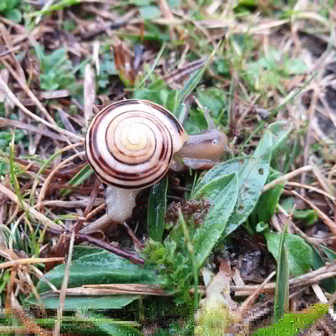 AtulsEarth's tweet photo. Lulworth Cove, Durdle Door, Scratchy Bottom and a snail loving the rain!
Multi-tasking: contrasts of nature, exercise and financial information from the @ChooseFI podcast.
#LulworthCove #DurdleDoor #ScratchyBottom #Snails #Rain #Dorset #Nature #Exercise #Podcasts https://t.co/pBktACLp98