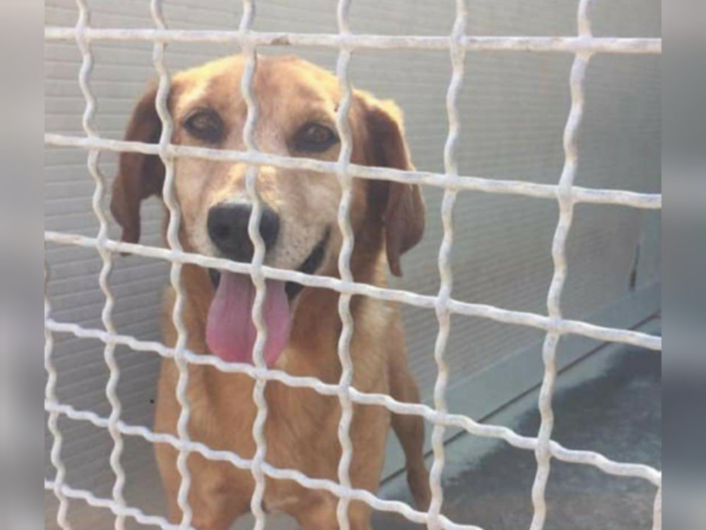 Arno, il suo sorriso non sarebbe piu bello fuori dal canile? - tesoriaquattrozampe.it/arno-suo-sorri…