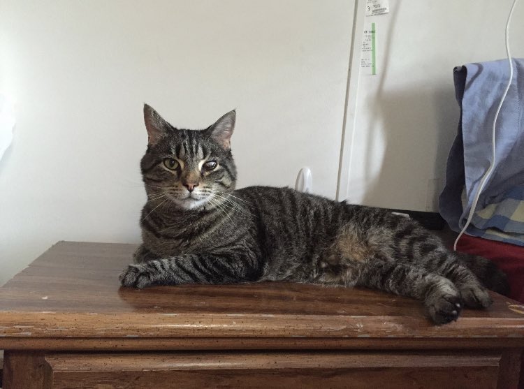 CobournJodi's tweet photo. #retweet to #remember the #bestcatever who crossed the #rainbowbridge yesterday afternoon. Harley was perfect, every day of her 13 years.
#365daysofHarley https://t.co/32we1Ek15Y
