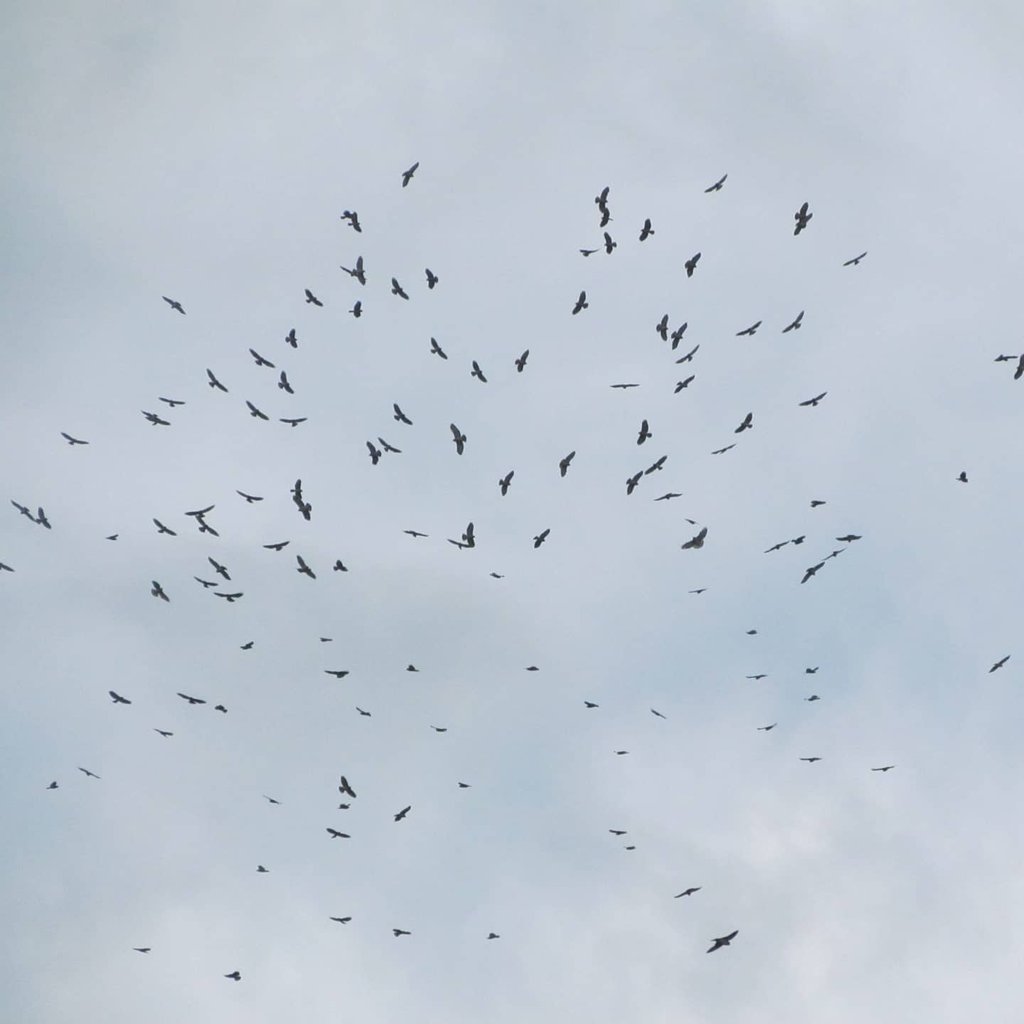 adoptabosque's tweet photo. Rapaces Migratorias se desplazan por cielo Patrio 🇵🇦
Más de MIL Gavilanes Aludos
(Buteo platypterus) se desplazaban ayer hacia Suramérica
📷 Chelina Batista
#LasAvesConectanNuestroMundo
#DMAM #DMAM2020 #WMBD
#BirdDay #EFTA_BirdDay #WMBD2020
#BirdsConnectOurWorld
#TeamADOPTA https://t.co/VFN3cPrV0F
