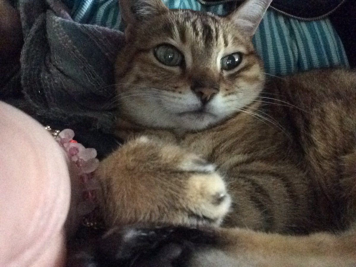NPikkle's tweet photo. After 20 years of companionship I am saddened to say goodbye to my Foxy. I only hope I can be as good to myself as I was to her. Thanks for letting me be awesome (Foxy wasn’t a Twitter twat) https://t.co/wVKGm5Vi8o