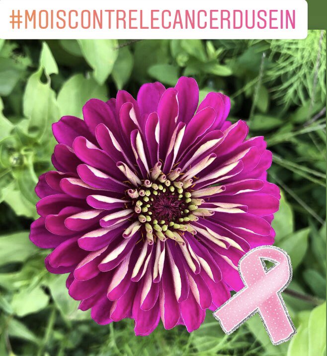Cath_Livresetem's tweet photo. #OctobreRose2020 🎀 💗 https://t.co/kPl2ojYlol