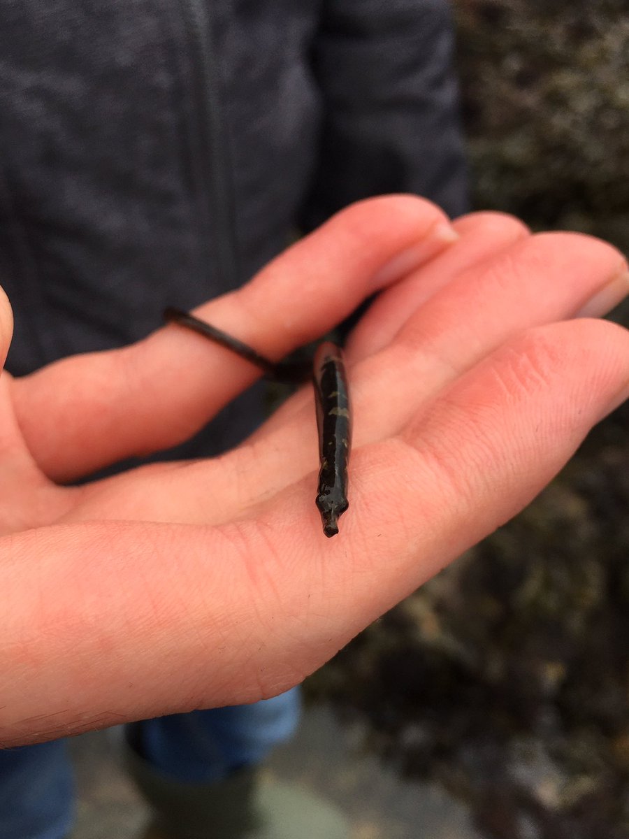 Treveena_Rees's tweet photo. Fun day rock pooling yesterday, even if it did keep raining. Got some practise measuring crabs ready for my final year dissertation, and also found a pipefish, first I’ve ever seen in real life! https://t.co/0L1kJWXyp5