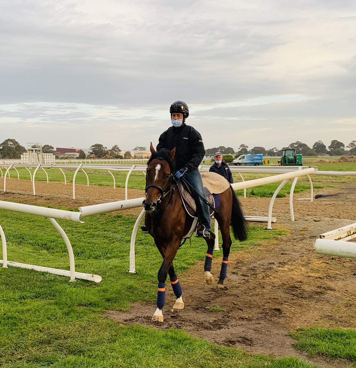 Ashrun @Austbloodstock