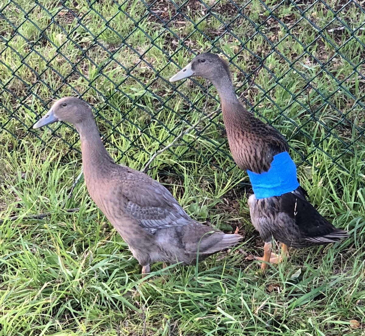 17/365 Ponseti for ducks. Angel wing is a deformity which results in the wing protruding laterally when at rest and folded, it can prevent flight. Thought to result from excess protein in diet. Merry (his colleague is Pippin) was afflicted. 36 hours of strapping resolved issue.