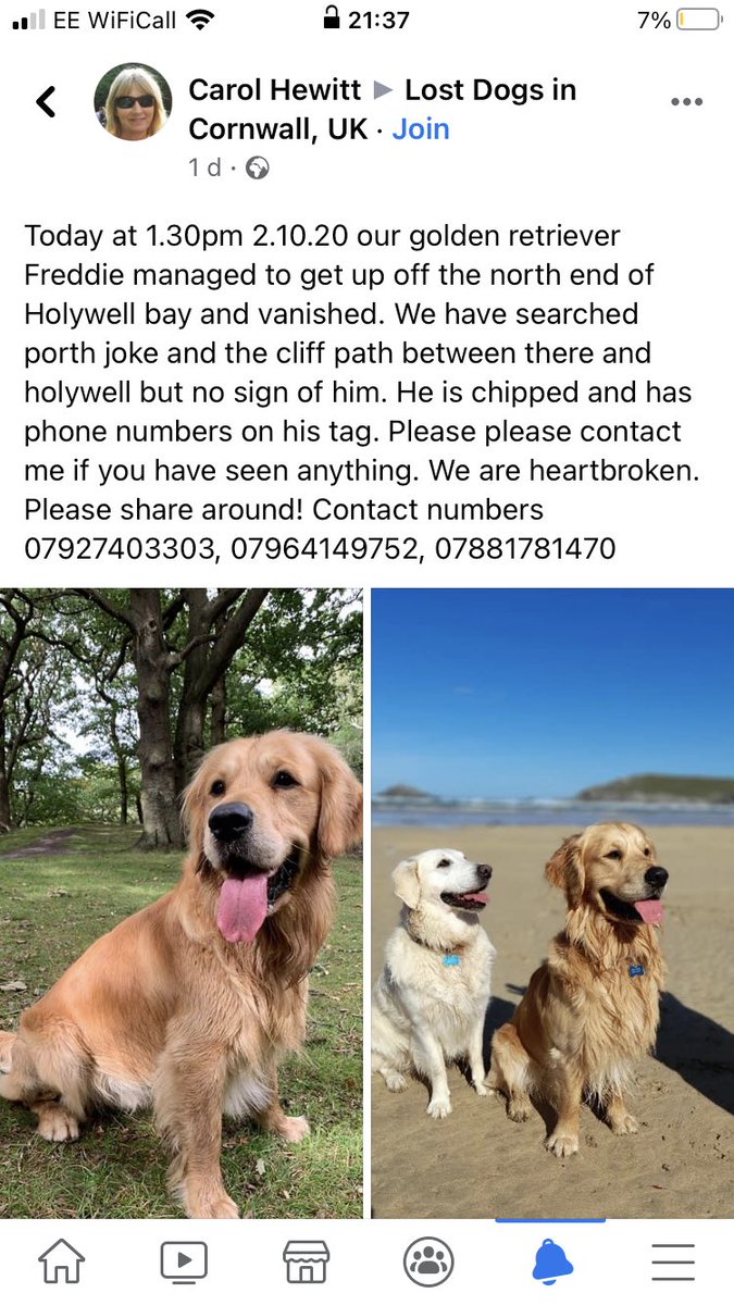 Copied from Facebook. Anyone in the Newquay area please keep an eye out for this boy he’s been missing over 24 hours now 😢 #LOSTDOGALERT #GoldenRetrievers #findfreddie please share people!!