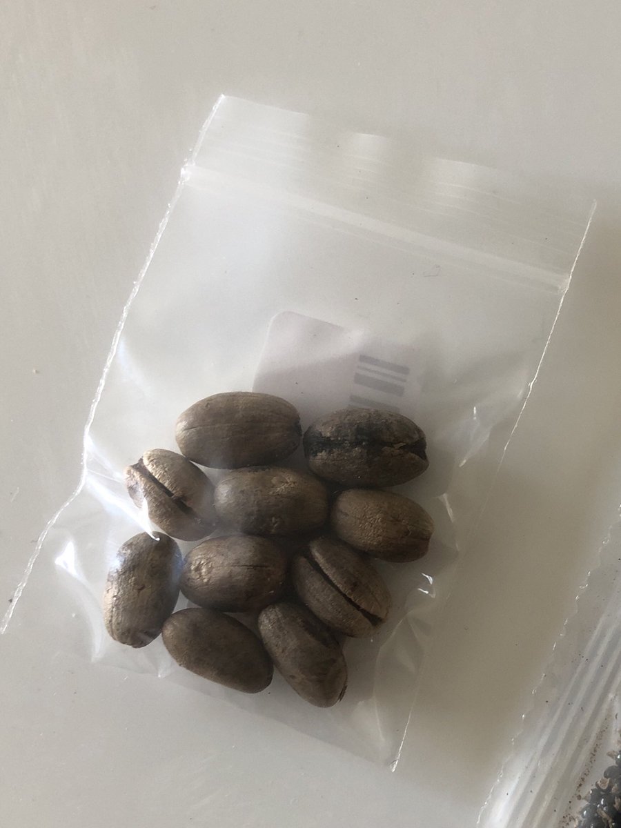 They look like coffee beans! To start germinating them, you soak them in warm water for two days to get them livened up.