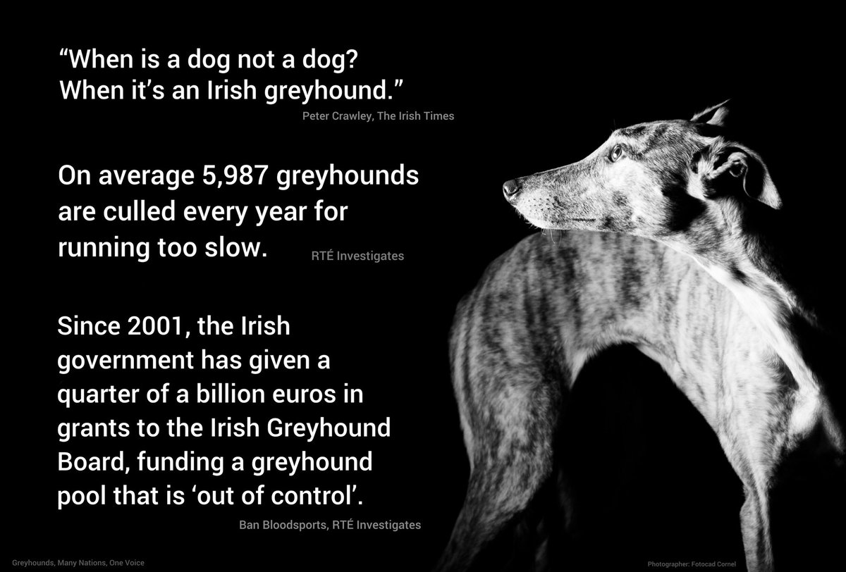 igb irish greyhound board