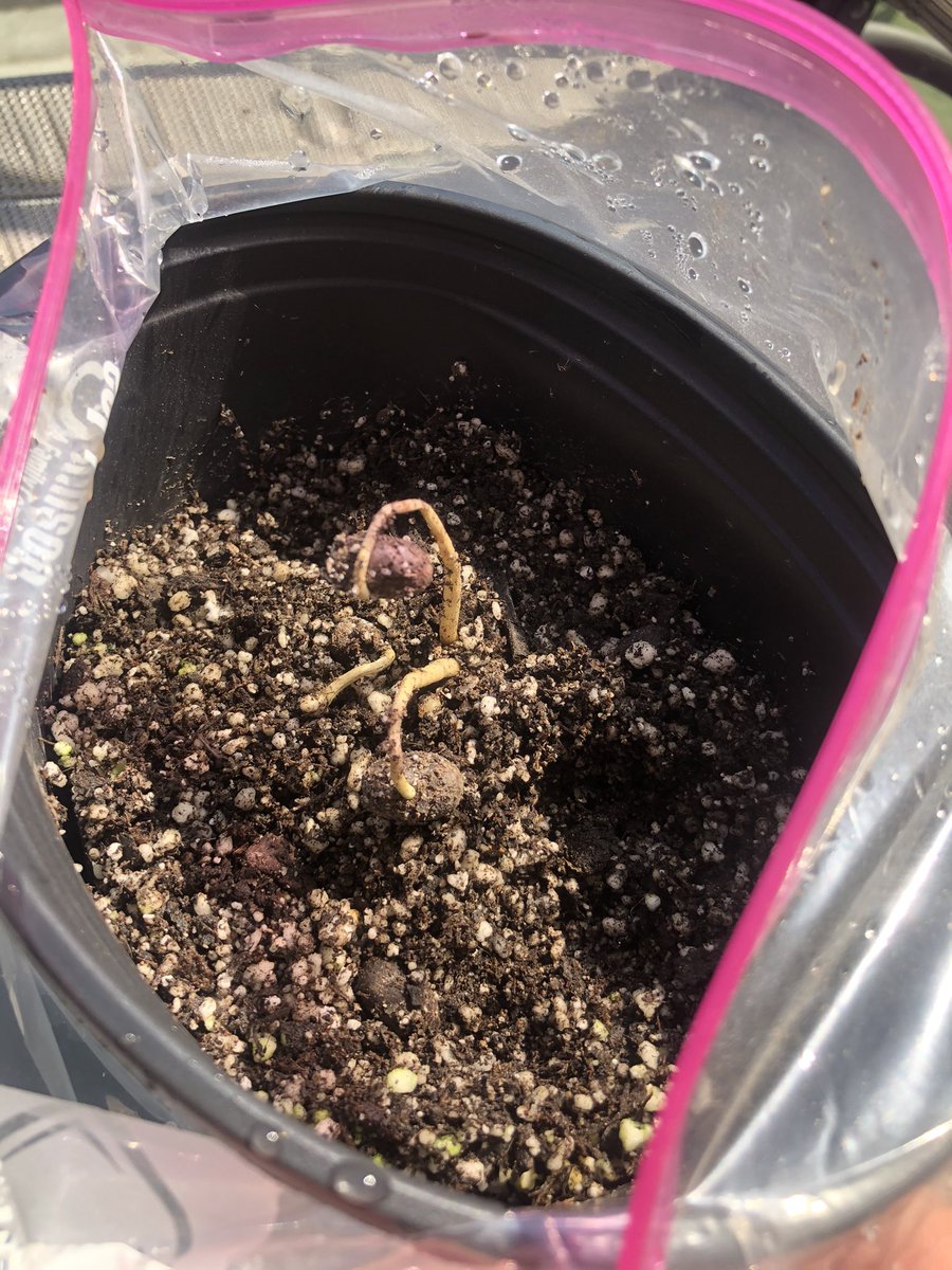 About a month later, the seeds have grown roots and are pushing out of the soil! But wait, where are the leaves?? Did the seeds think they were underground the whole time in the bag?