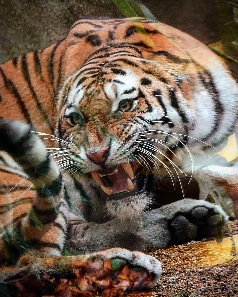 王子公園のトラは、教育にも熱心か？！窓ガラスを叩く人間の子供を叱る？！