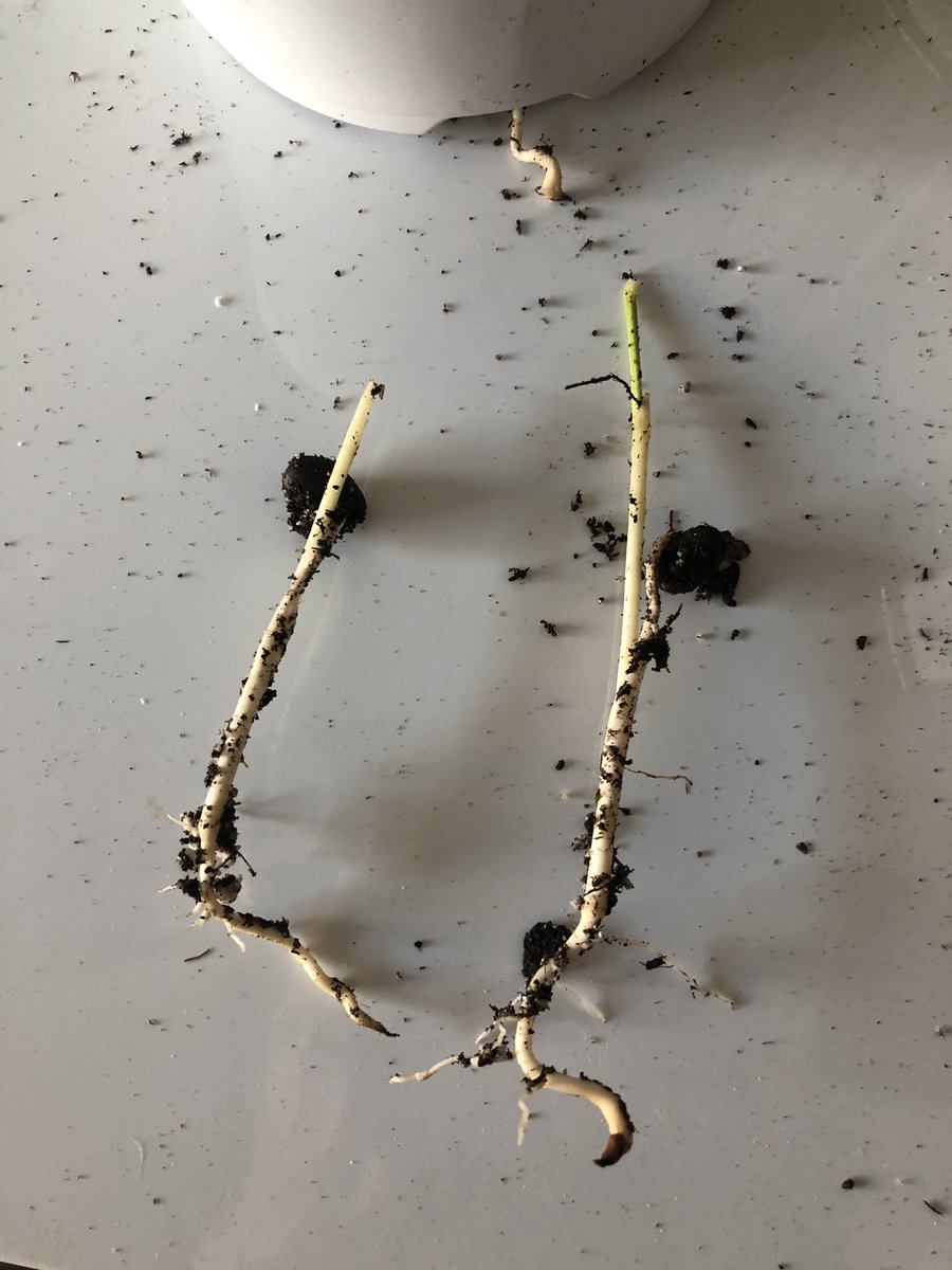 This palm is a remote germinating plant which essentially means the root is what grows the leaves.The seed just shoots the root down and bails!