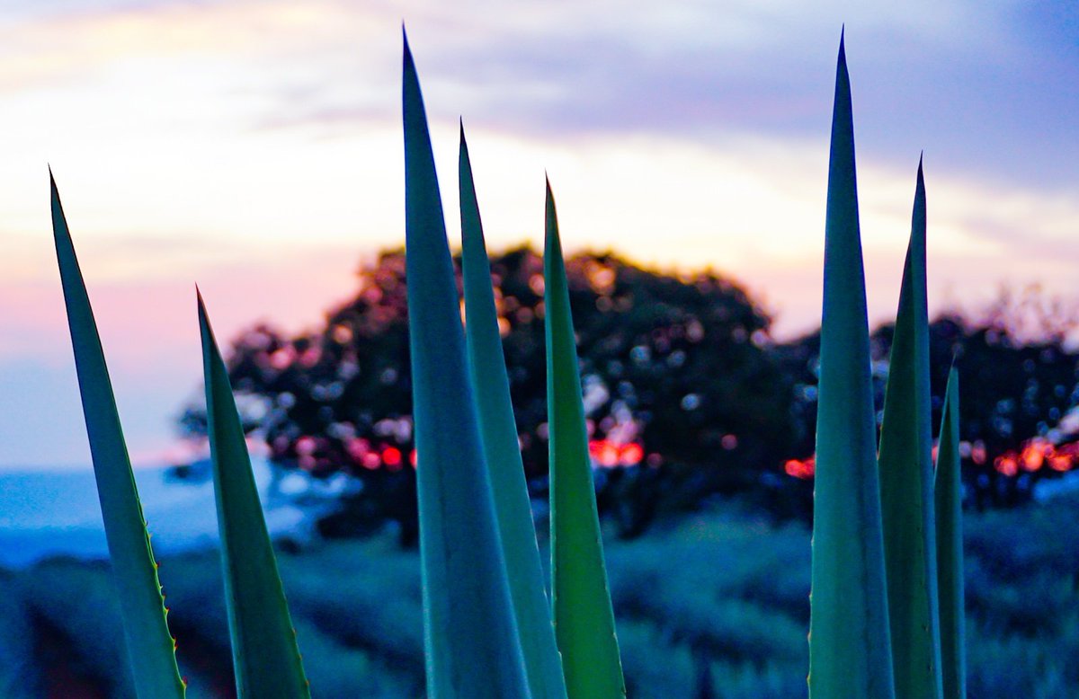 The end of a working day at the #AgaveFields with an epic sunset. No more joy than seeing our #Agave growing everyday. 🌄 

🇲🇽 Tequila & Spirits México