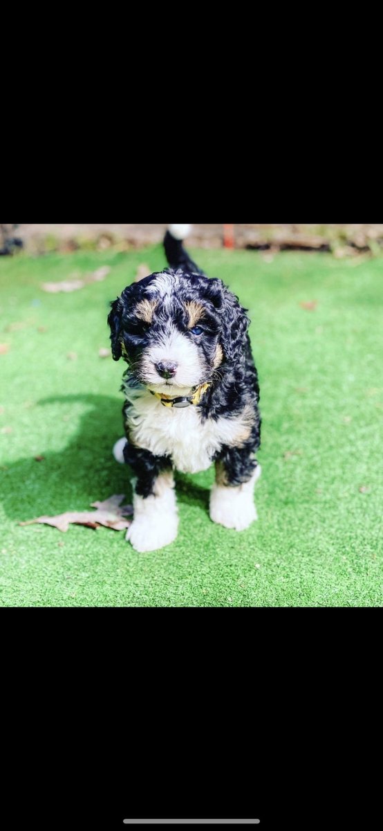 likethesoup97's tweet photo. Welcome to the family Jimmy the Mini! @britthendriks7 https://t.co/3fDO8kW0h2