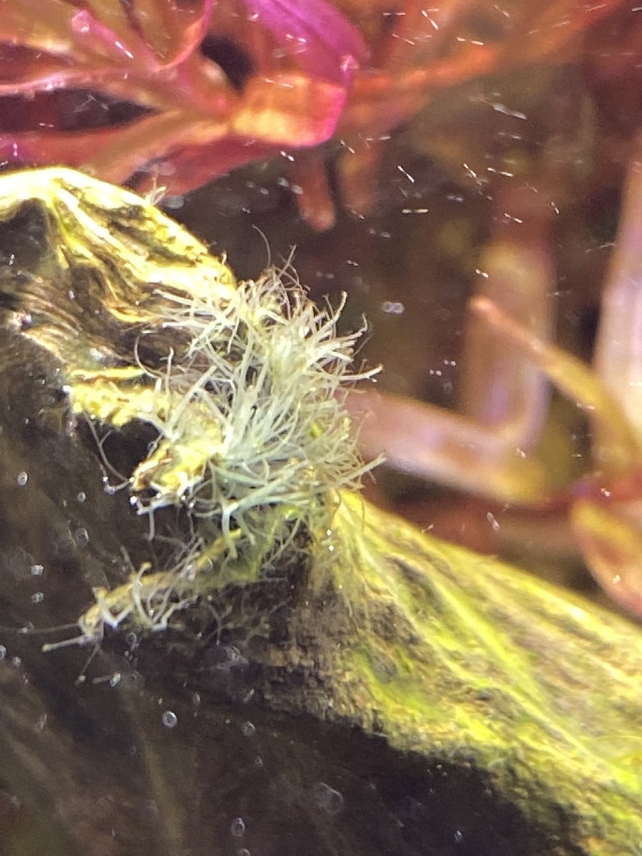 なな 初心者 Putit Aquarist Twitter なな 初心者 Putit Aquarist Twitter