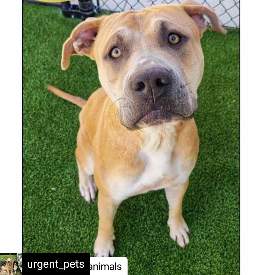 🆘️ URGENT! Please repost!
Reposted from @urgent_pets (IG)
CLOVER
#A561849
Neutered male
~2 yrs
72.00 pounds
HW+
petharbor.com/pet.asp?uaid=H…
Harris Co. Pets
612 Canino Rd 
Houston TX 77076
281-999-3191 
#dog #dogs #DogsOfTwitter #shelterdogs #adopt #rescue #foster #retweet