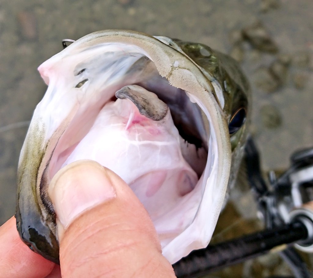 Nishine Lure Works Hitokko39 エリー95sdでナイスシーバス釣れましたか やったーやったー ありがとうございます Twitter