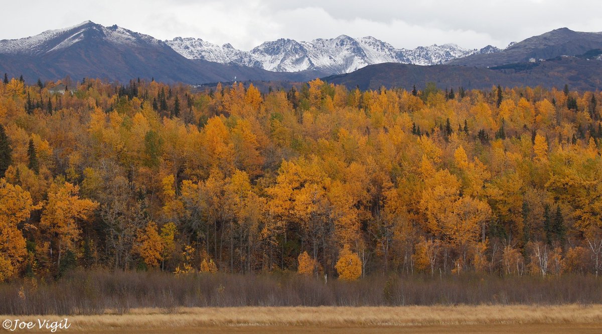 JoeVigil's tweet photo. Here comes winter in AK! #pottermarsh #anchorage #alaska #fallcolors #fall https://t.co/GZG7I9sIxc