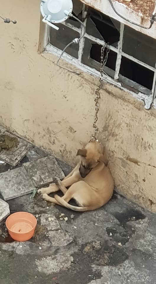 Fer_Ortega25's tweet photo. #CDMX 
Dos perros están amarrados siempre, aún cuando llueve, en el patio; no tienen casa o refugio y la correa no les permite acostarse, están flacos, aúllan mucho por estar así.
Es en CDMX Col. Reforma Social en Av. Sierra Santa Rosa #181, C.P 11650, delegación Miguel Hidalgo. https://t.co/s3eq08IsYU