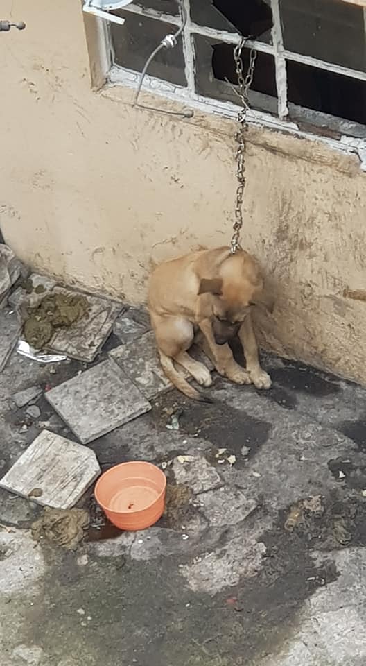 Fer_Ortega25's tweet photo. #CDMX 
Dos perros están amarrados siempre, aún cuando llueve, en el patio; no tienen casa o refugio y la correa no les permite acostarse, están flacos, aúllan mucho por estar así.
Es en CDMX Col. Reforma Social en Av. Sierra Santa Rosa #181, C.P 11650, delegación Miguel Hidalgo. https://t.co/s3eq08IsYU