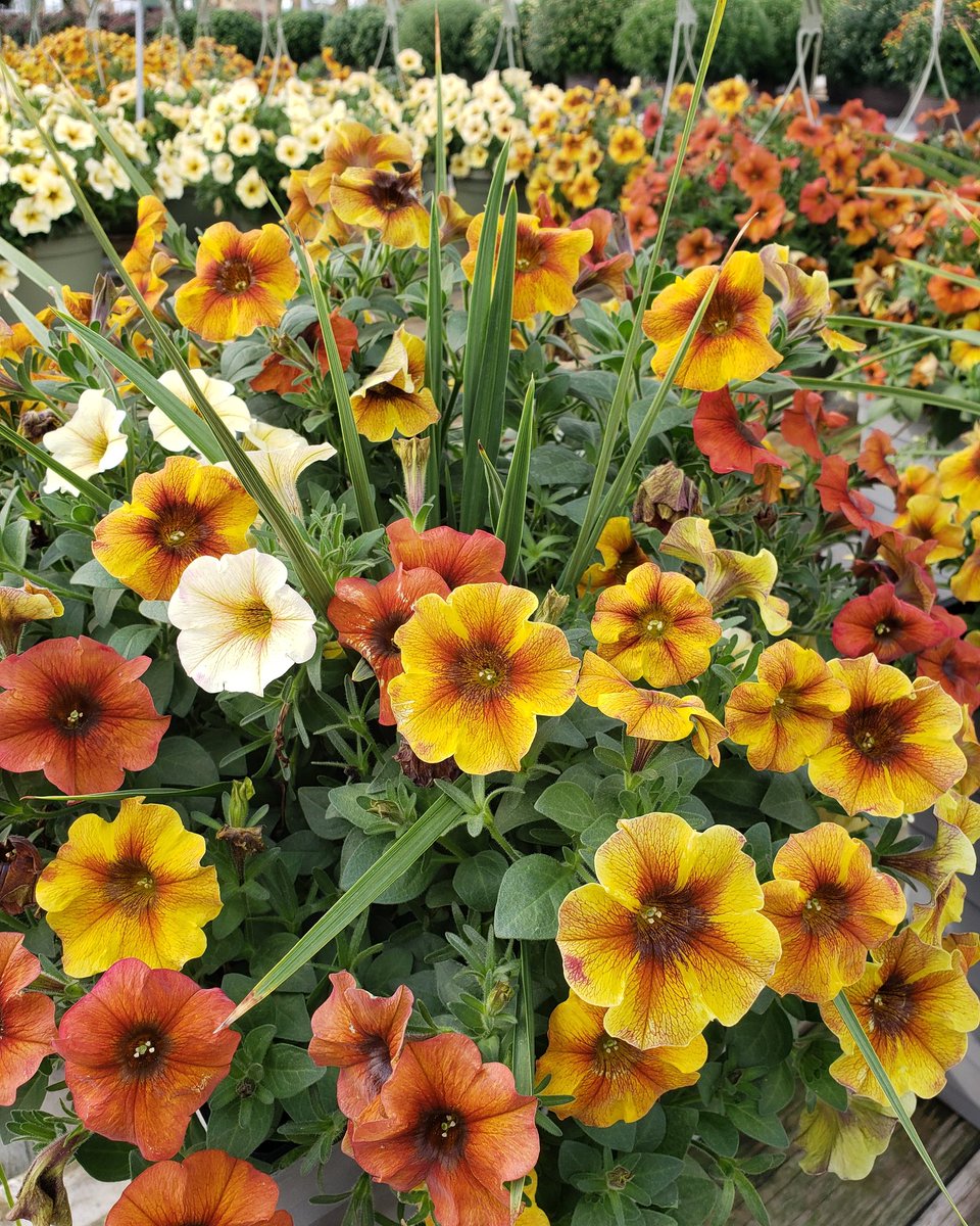 1. I love fall
2. I love <a href="/Petittis/">PetittiGardenCenters</a> 🌼🌻🍂🌺