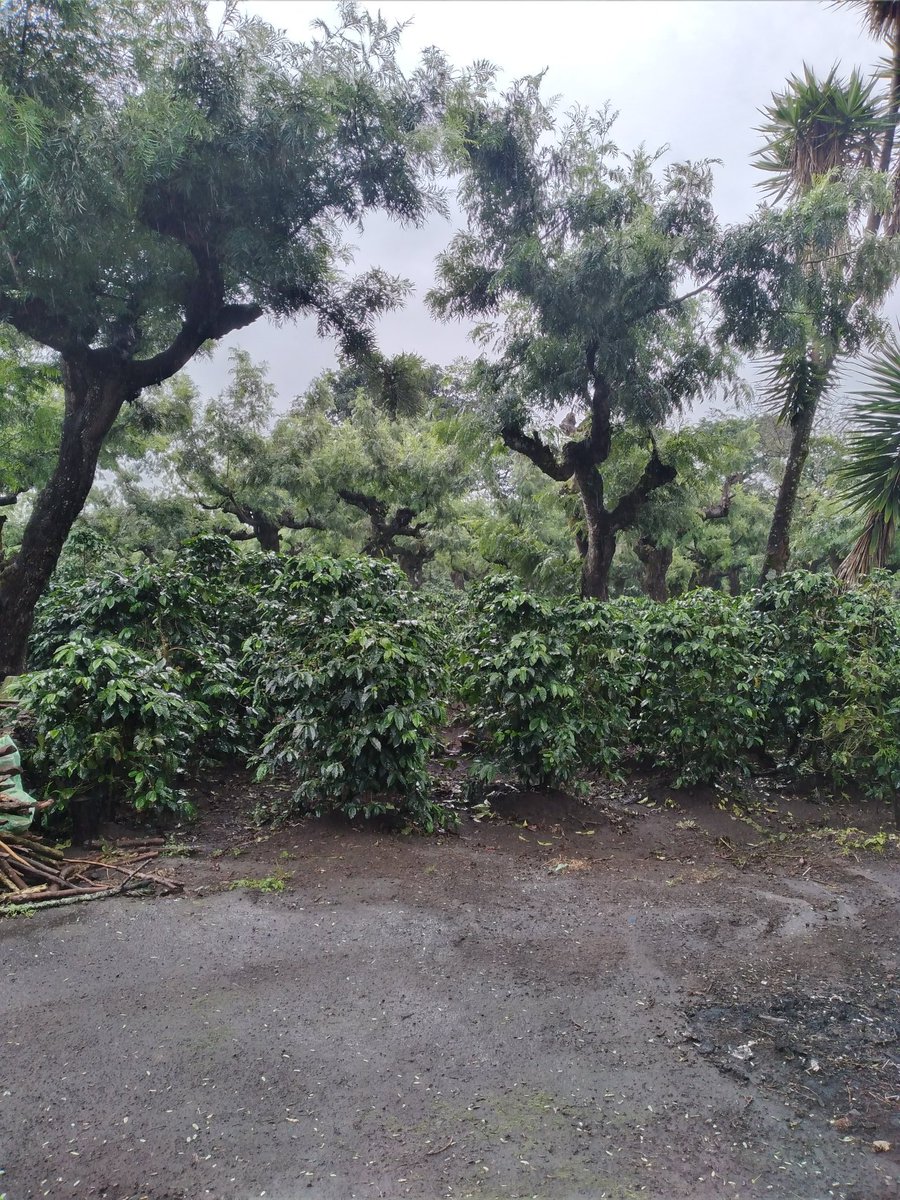 GFDLRG's tweet image. Finca La Esperanza - Acatenango, Chimaltenango.