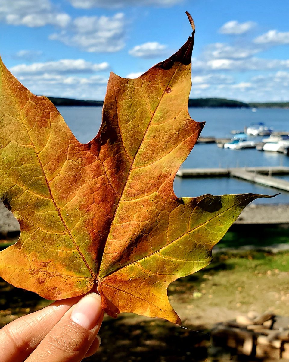 Sarah O'Fee tweet media