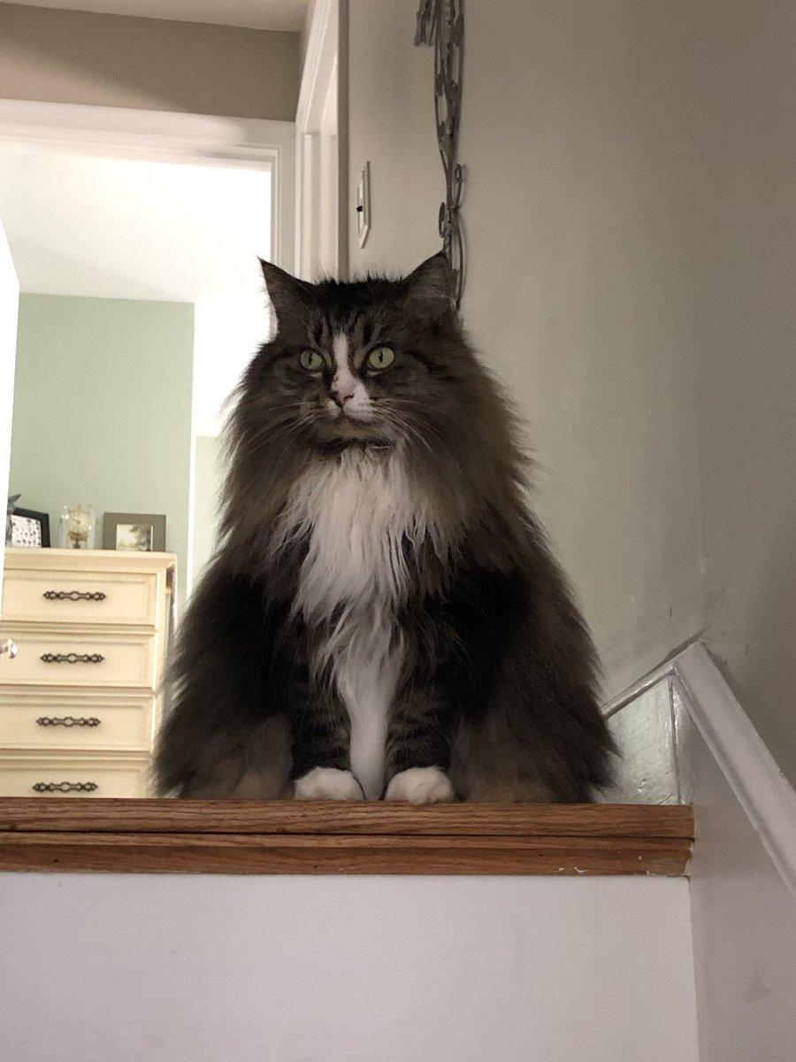 Day
I’ve been challenged by @lucymusiccat to produce a picture a day for 7 days to illustrate my current life (no captions, no people). Nominate an animal/day, asking to copy these words, add a photo and repeat the challenge. Today I nominate @MillieMall https://t.co/EdQiM8kvJc
