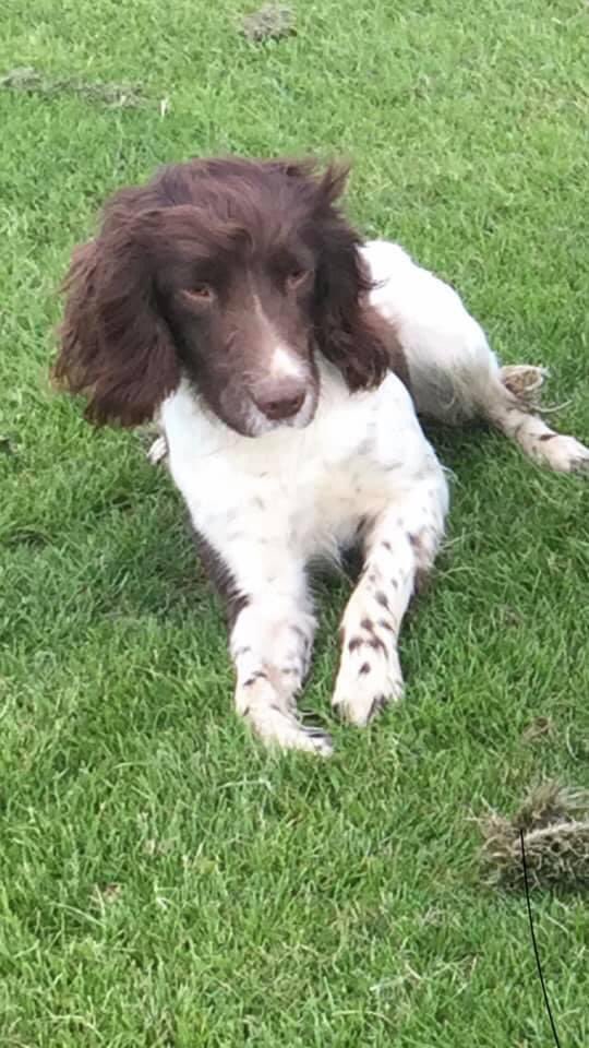 rosieDoc2's tweet photo. ๐ต #SUBSTANTIALREWARD ๐ต
๐ Someone somewhere knows where Roe is. ๐
โผ๏ธIf you have any info at all it will be kept private. No Questions asked. No Police. If you have him just call us 07432 538664โผ๏ธ
๐ Please please RT ๐
https://t.co/CIDsJgSN4f https://t.co/vfBPBNnOIG