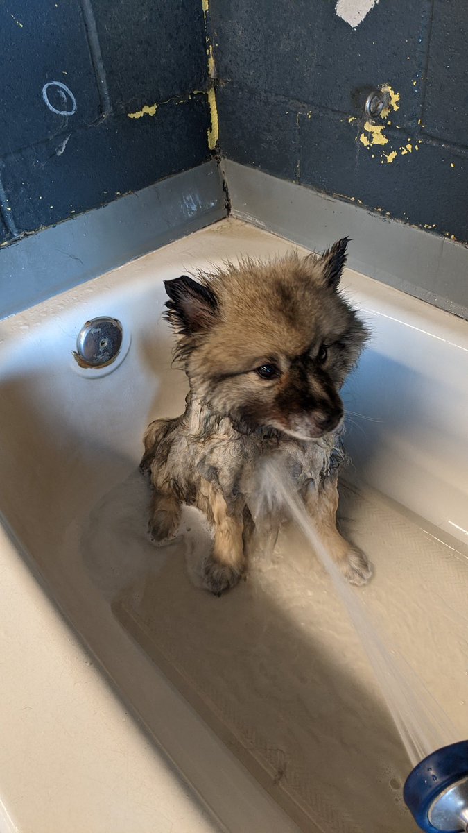 PumpkinKees's tweet photo. This is my 'I'm going to murder you in your sleep' face. #dogwash #keeshond #fluffy #wetdog #angrypup https://t.co/Un68U0R1rx