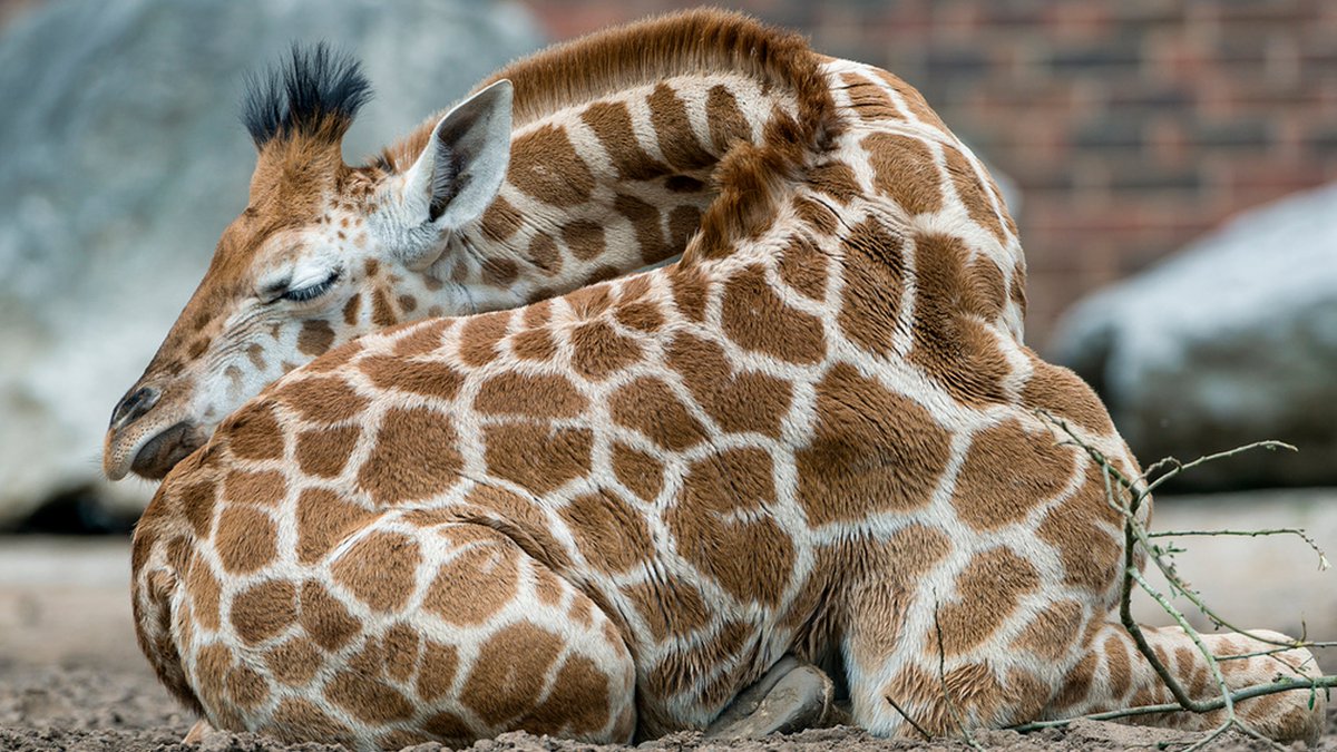 I was wondering how do giraffes sleep and didn't expect these at all!