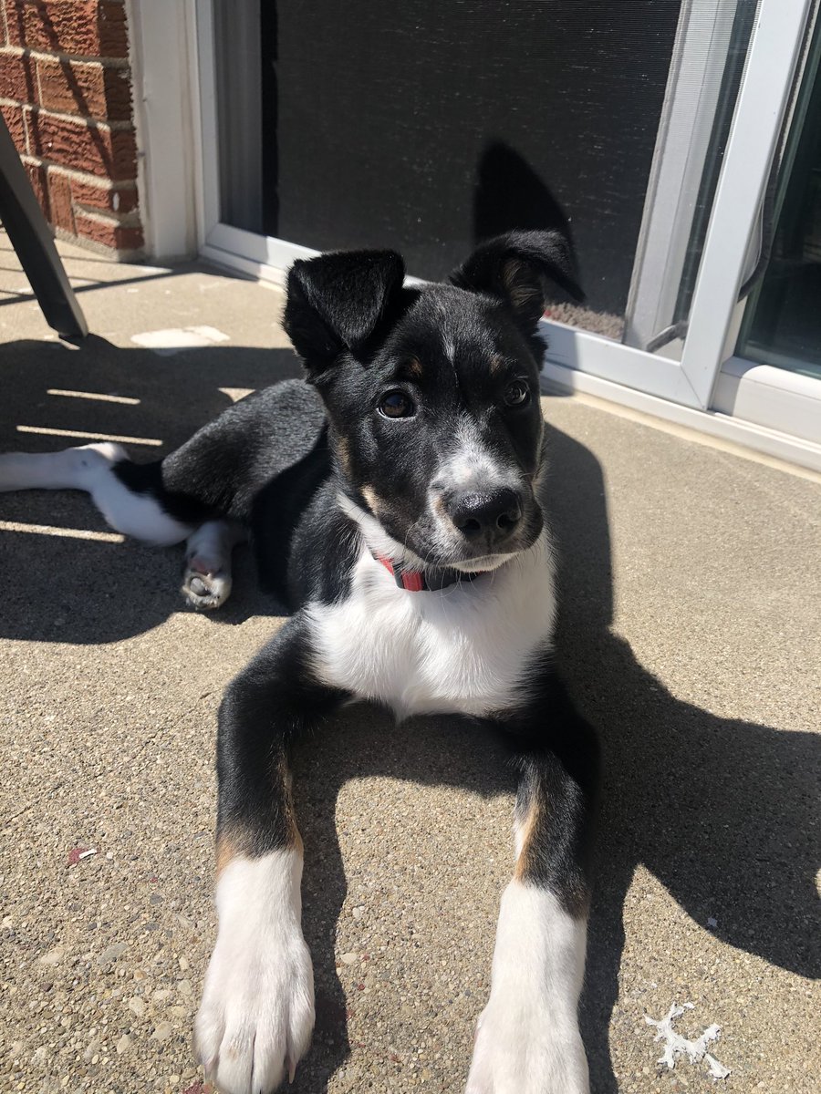 Avery_lundi's tweet photo. 8 months old today💛🥺@iamsully1598 https://t.co/aHRLge9pZH
