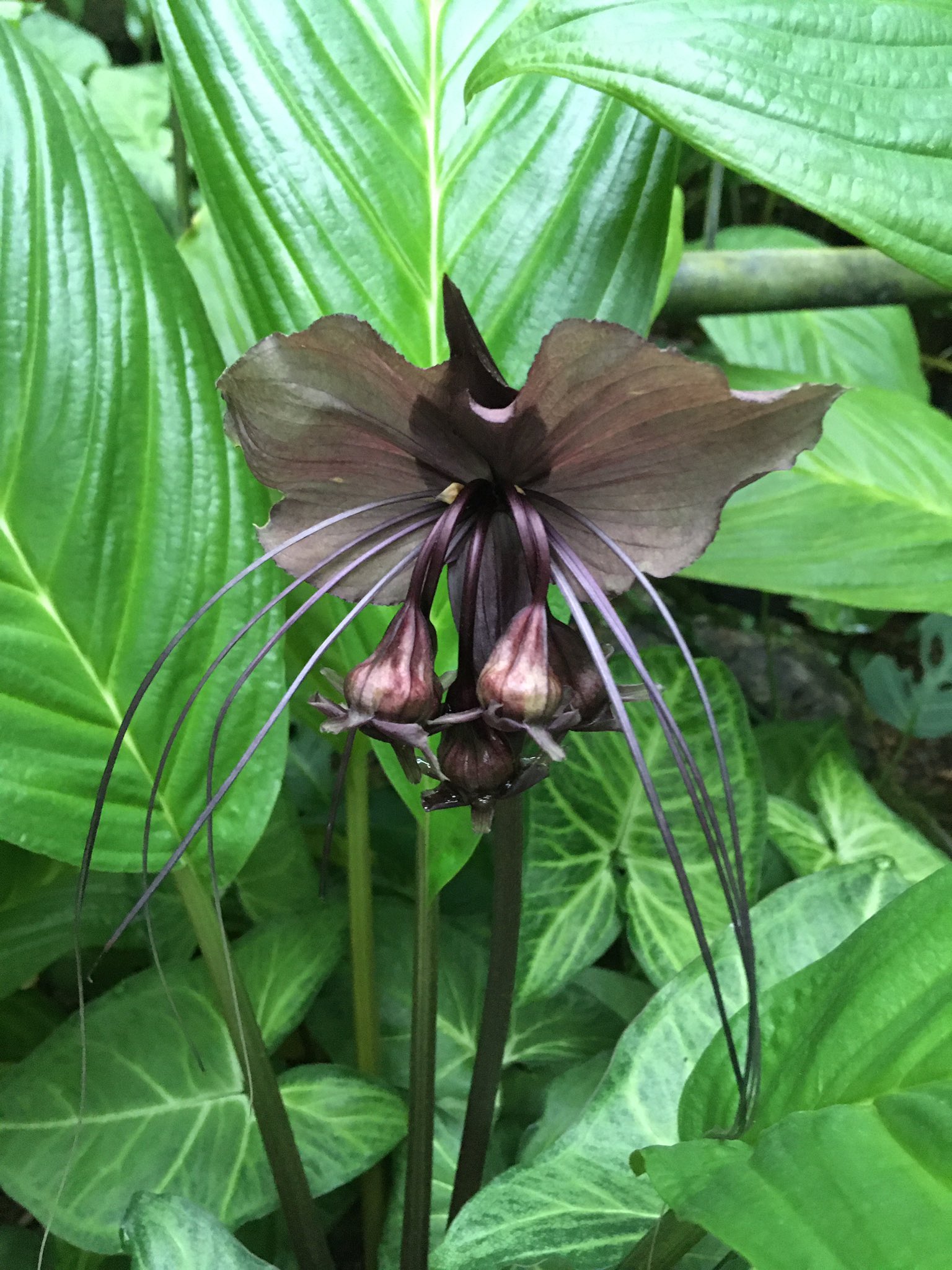 公式 京都府立植物園 観覧温室でタッカ シャントリエリが咲いています その外観からbat Flower コウモリ花 やdevil Flower 悪魔花 の別名もあります コウモリの翼に見える部分は苞 垂れ下がるように付くのが花です タッカ シャントリエリ
