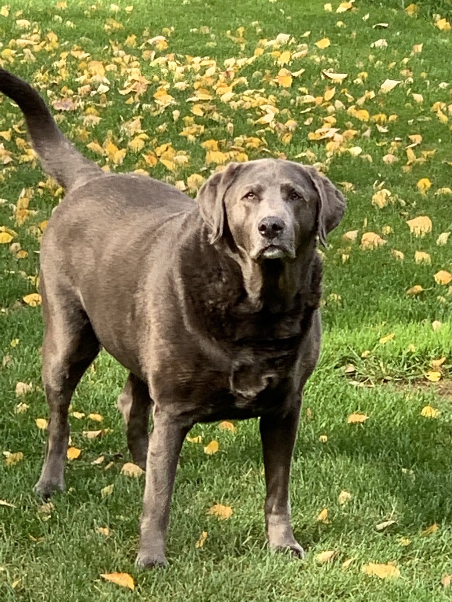 twstid1's tweet photo. @RubinReport Here’s the big guy, Diesel https://t.co/R18TbtncLW