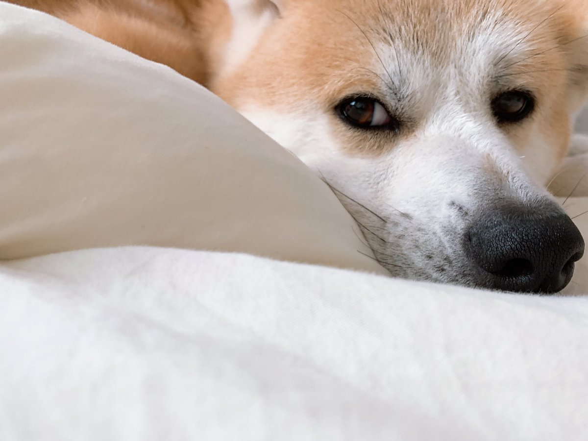 強い犬 強い犬