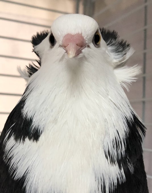 鳩のtwitterイラスト検索結果 鳩のtwitterイラスト検索結果