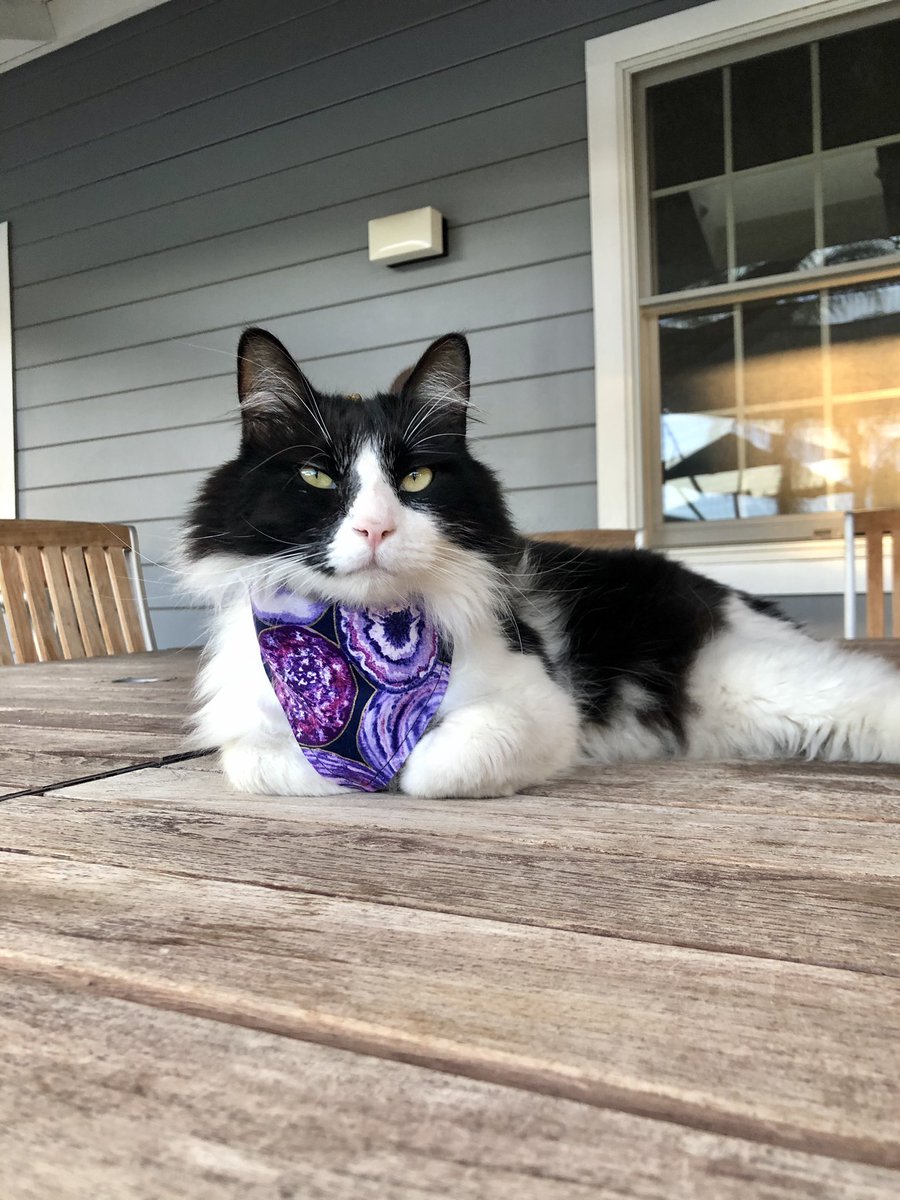 🎵 I’m too sexy for this shirt, too sexy for this shirt, so sexy it hurts 🎶 'cause I'm a model, you know what I mean, and I do my little turn on the catwalk 🎵
Read more: instagram.com/p/CFgJorKjYSw/…