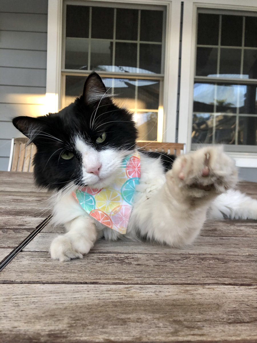 Meowmy tells me summer is over but considering the weather is still hot and sunny here in California, I don’t believe her. To celebrate this summer feeling, I’m sporting my beautiful citrus bandana from #trendylittlepaws. 🍋
Read more: instagram.com/p/CFhkBv4joT3/…