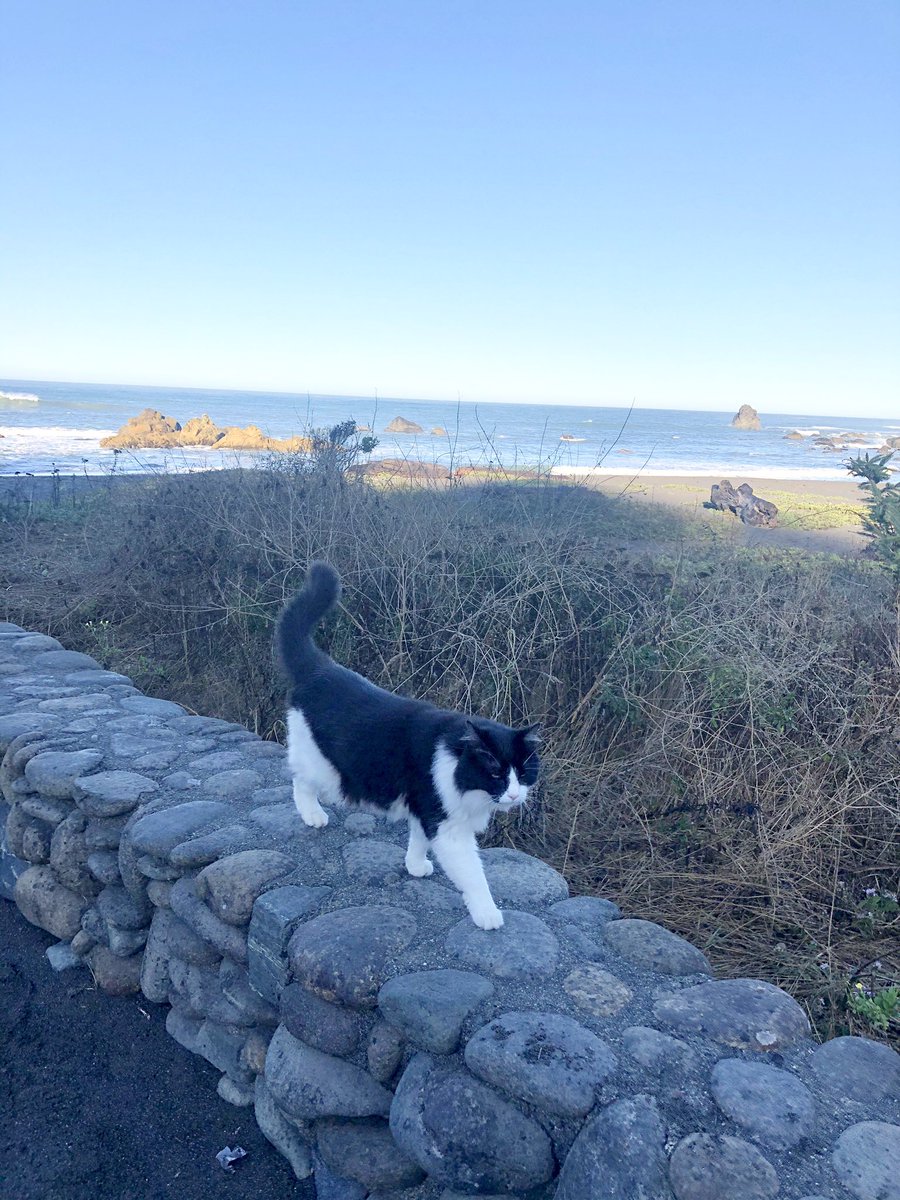 On Saturday (9/26), we drove through the Prairie Creek Redwoods State Park where Meowmy and her friend Cori went for a walk while I slept in the van. Then we headed to Klamath where we found an amazing spot right at the ocean! 🌊
Read more &amp; see more pics: instagram.com/p/CFzoZZ3jXC4/…